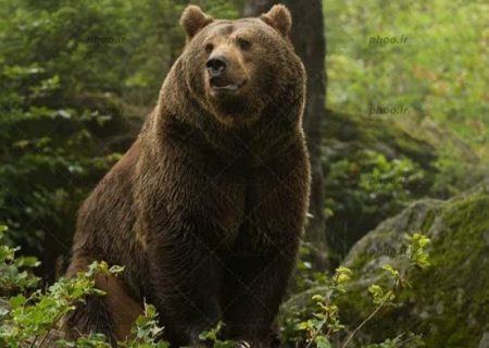 خرس قهوه‌ای در ارتفاعات جنگلی فومن مشاهده شد