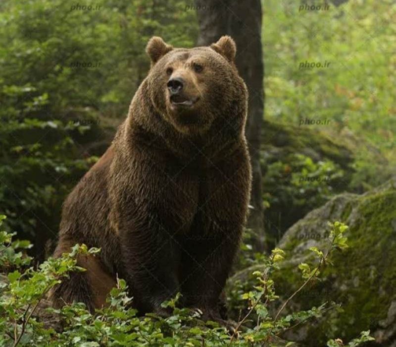 خرس قهوه‌ای در ارتفاعات جنگلی فومن مشاهده شد
