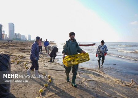 کاهش ۳۰ درصدی صید کیلکا در گیلان