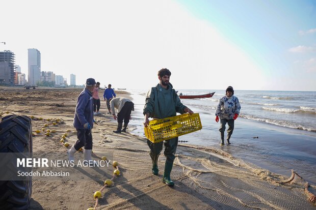 کاهش ۳۰ درصدی صید کیلکا در گیلان