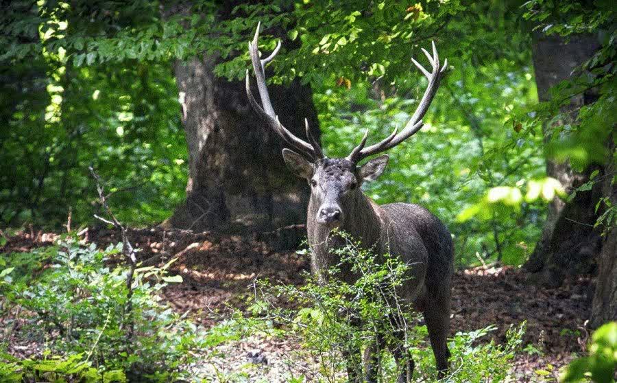 جنگلهای هیرکانی گیلان؛ زیست بومی امن و ارزشمند برای گونههای نادر حیات وحش در ایران + فیلم