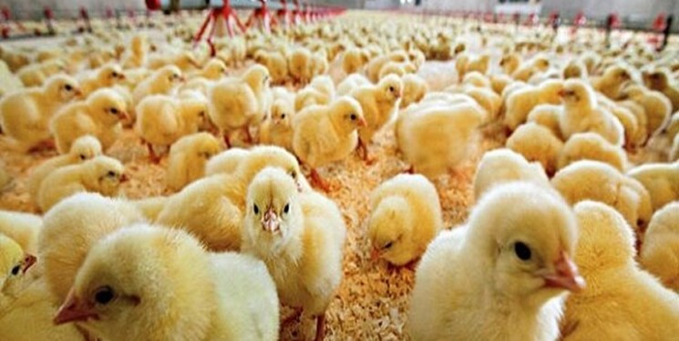 جوجهریزی بیش از ۱۲ میلیون قطعه در گیلان