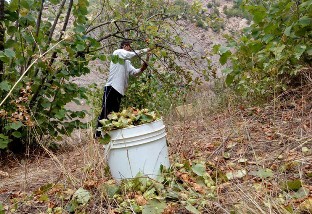 پیش‌بینی برداشت ۲۲ هزار تنی فندق از باغ‌های کوهستانی گیلان