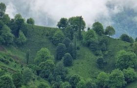 حتی یک مترمربع از جنگل های گیلان به استان های دیگر ملحق نشده است