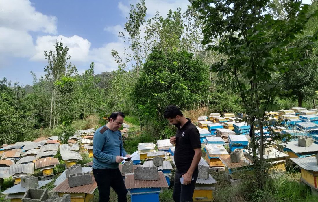 افزایش ۲۱ درصدی تولید عسل در گیلان با کاهش مصرف شکر