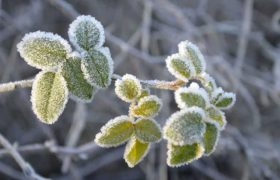 کشاورزان گیلانی مراقب خسارت سرمازدگی باشند