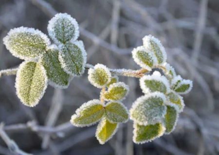 کشاورزان گیلانی مراقب خسارت سرمازدگی باشند