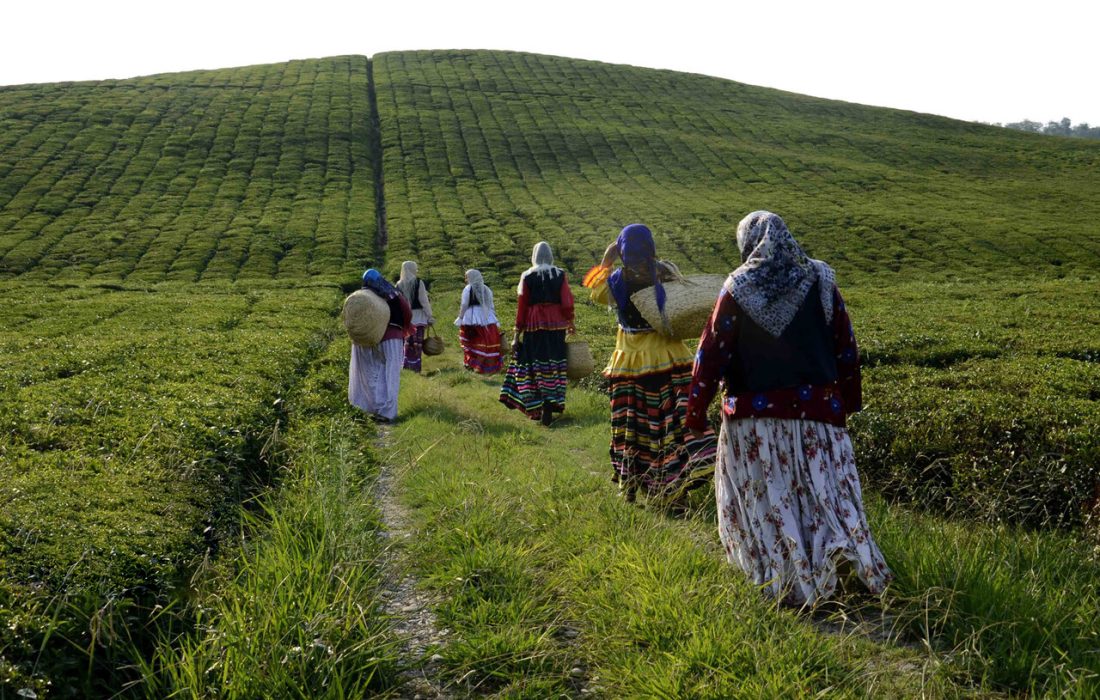 خردادِ طلایی در گیلان؛ از عطر چای تازه تا صدای داس در شالیزار