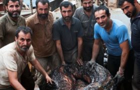 صید ماهی عجیب الخلقه توسط ماهیگران انزلی + تصویر