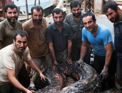 صید ماهی عجیب الخلقه توسط ماهیگران انزلی + تصویر