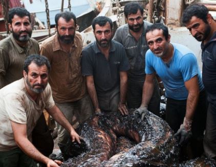 صید ماهی عجیب الخلقه توسط ماهیگران انزلی + تصویر