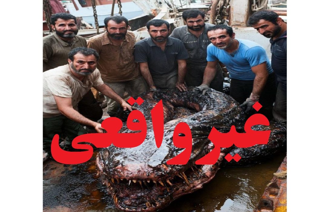 شیلات گیلان خبر صید ماهی عظیم الخلقه در بندر انزلی را تکذیب کرد