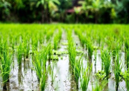 آغاز مرحله سوم آبگذاری شالیزارهای منطقه مرکزی گیلان از صبح چهارشنبه هفته جاری