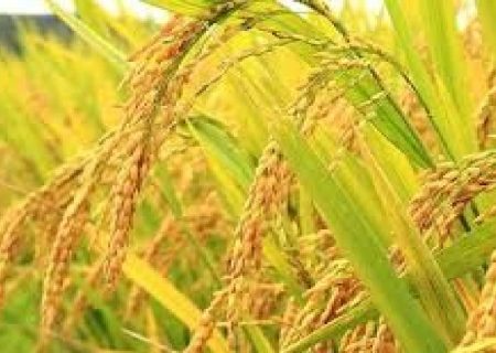 طرح جهش تولید برنج برای نخستین بار در گیلان اجرایی شد