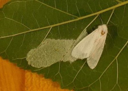 مبارزه با آفت پروانه سفید در گیلان ادامه دارد