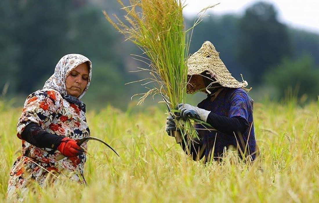 ۴۵ درصد شالیزارهای گیلان آماده برداشت است