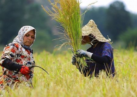 ۴۵ درصد شالیزارهای گیلان آماده برداشت است