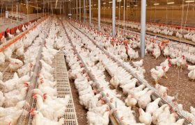 آغاز تولید قراردادی مرغ در گیلان