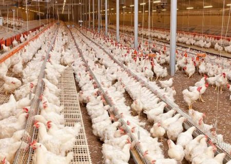 آغاز تولید قراردادی مرغ در گیلان