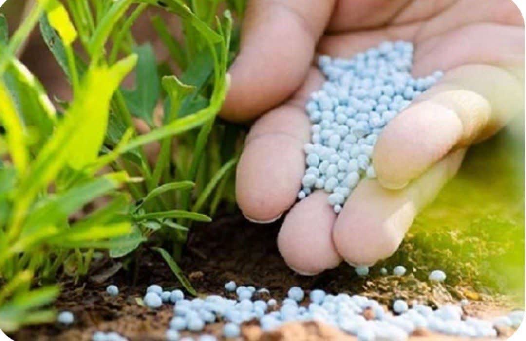 ۸۵ هزار تن کود کشاورزی در گیلان توزیع شد