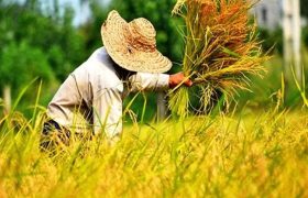 برداشت ۸۵ درصد شالیزار‌های گیلان